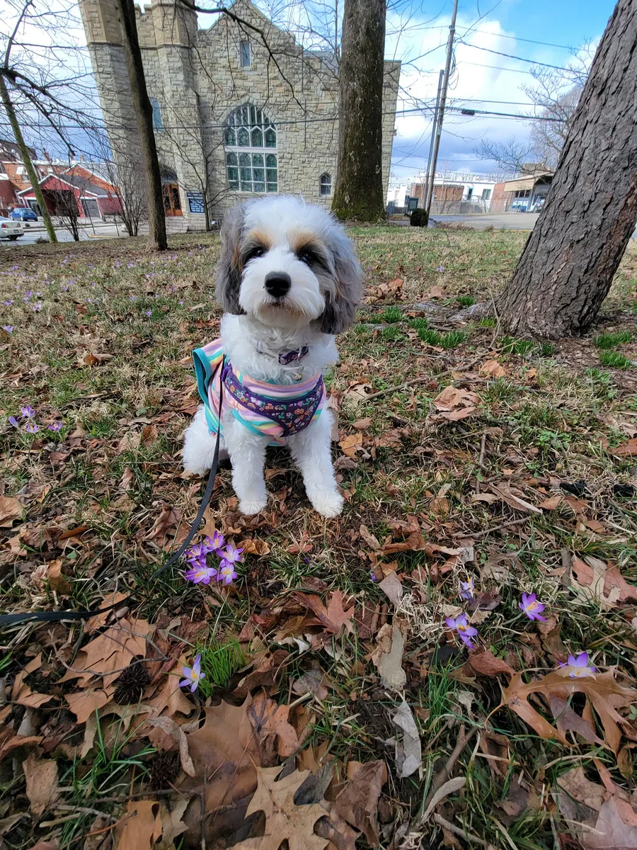 Buttons, a Cavapoo from the KB Goldstar family album